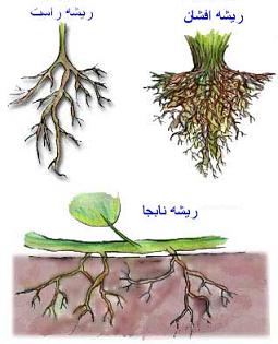این پاورپوینت در مورد  مورفولوژی یا ریخت شناسی ریش